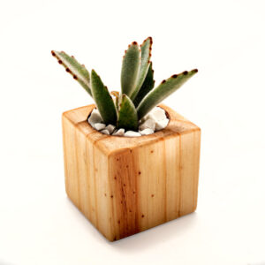 Mini macetas en madera natural